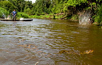 Arowana fishermen and Green anaconda {Eunectes murinus} after disturbing it from its resting place during sustainable arowana fishing, Rio Yanayacu, Pacaya-Samiria National Park, Peru, october 2008