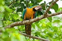 Blue and yellow macaw (Ara ararauna) perched in rainforest tree, Yanayacu River, Pacaya-Samiria National Park, Peru