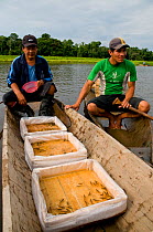 Sustainable river fishing for Silver Arowana / Arahuana (Osteoglossum bicirrhosum) for the tropical fish trade - baby Arowana fish fry are harvested from the adult male (this species is a mouth broode...