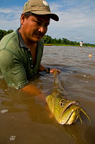 Sustainable river fishing for Silver Arowana / Arahuana (Osteoglossum bicirrhosum) for the tropical fish trade - baby Arowana fish fry are harvested from the adult male (this species is a mouth broode...