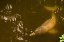 Baby Amazon Pink River Dolphin {Inia geoffrensis}Peruvian Amazon