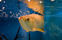 Asian green arowana / Asian boneytongue / Dragon fish (Scleropages formosus) in fish tank, Endangered species