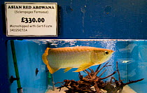 Asian green arowana / Asian boneytongue / Dragon fish (Scleropages formosus) in fish tank, for sale, Endangered species