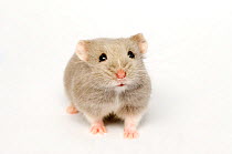 Campbell's Russian dwarf hamster (Phodopus campbelli) opal colour form