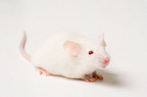 Albino White Mouse {Mus musculus}