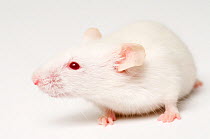 Albino White Mouse {Mus musculus}