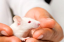 Albino White Mouse {Mus musculus} held in hand, Model released