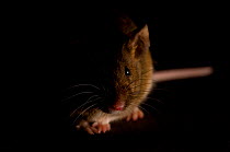 House Mouse (Mus musculus) in shadow