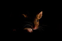 House Mouse (Mus musculus) in shadow