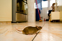 House Mouse (Mus musculus) on laboratory floor
