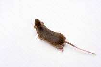 House Mouse (Mus musculus) walking across floor