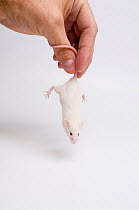 White laboratory mouse {Mus musculus} being held by tail, model released