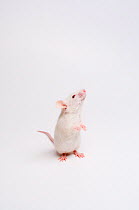 Albino white mouse {Mus musculus} sitting up, sniffing the air