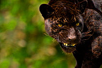 Black Jaguar or Panther (Panthera onca) snarling, captive, Peru