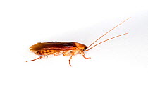 American cockroach {Periplaneta americana}