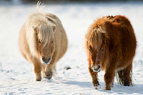 Two Minature Shetland ponies {Equus caballus} in snow, UK