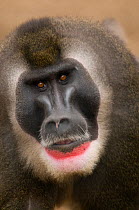 Drill monkey (Mandrillus leucophaeus) adult male, portrait, captive