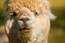 Alpaca {Lama pacos} looking out under its fringe, captive, Peru