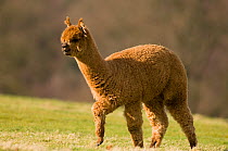Alpaca {Lama pacos} showing thick woollen coat, Peru