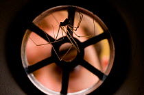Daddy longlegs spider {Pholcus phalangiodes} in basin plughole, UK