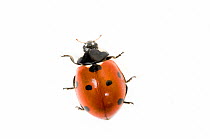 Seven-spot ladybird or ladybug (Coccinella 7-punctata)