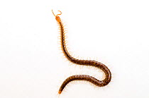 Snake / Garden centipede {Geophilus sp}