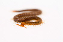 Snake / Garden centipede {Geophilus sp}