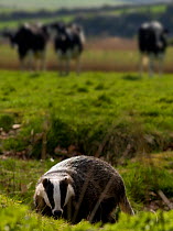European Badger (Meles meles) with cows in the background, Sussex, UK, April 2009
