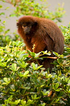 Red / Coppery Titi Monkey {Callicebus cupreus} captive, from Brazil, Colombia, Ecuador and Peru