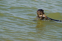 Marine otter (Lontra felina) female with fish, Paracas National Park, Peru, Endangered