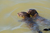 Marine otter (Lontra felina) two cubs in water, Paracas National Park, Peru, Endangered