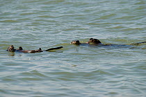 Marine otter (Lontra felina) female and cubs, Paracas National Park, Peru, Endangered