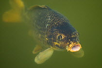 Carp {Cyprinus carpio} an old fish coming to surface for air, UK