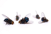 Dead Houseflies {Musca domesticus} and Bluebottle flies {Calliphora vomitaria}, UK