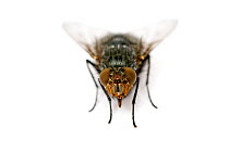 Housefly {Musca domestica}