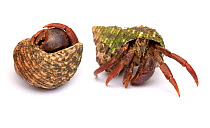 Purple pincher / Purple claw land hermit crab {Coenobita clypeatus} a tropical rainforest land crab from the Caribbean. Sequence showing crab emerging from shell. Digital composite