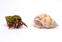 Purple pincher / Purple claw land hermit crab {Coenobita clypeatus} investigating a new shell, a tropical rainforest land crab from the Caribbean.