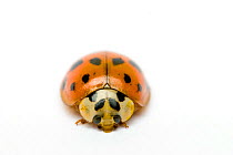Harlequin / Multicoloured asian ladybird {Harmonia axyridis} orange colouration