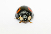Harlequin / Multicoloured asian ladybird {Harmonia axyridis} black colouration