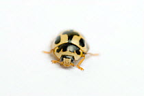 Fourteen spot ladybird {Propylea 14-punctata}