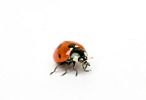 Seven-spot Ladybird {Coccinella septempunctata /  7-punctata}