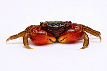Red clawed / claw crab {Perisesarma bidens}