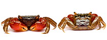 Red clawed / claw crab {Perisesarma bidens} front and rear view