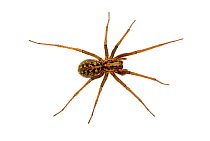 House spider {Tegenaria domestica}