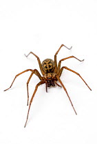 House spider {Tegenaria domestica}