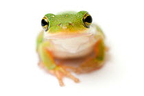 American green tree frog {Hyla cinerea} looking up