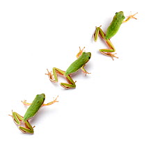 American green tree frog {Hyla cinerea} walking sequence