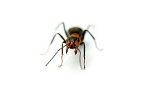 Wood ant {Formica rufa}