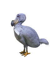 Dodo {Raphus cucullatus} reconstruction. Extinct.