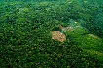 Aerial view of rainforest clearance for agriculture, small-scale deforestation slash and burn, Amazon rainforest, Peru